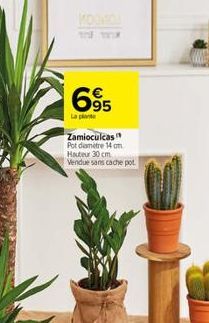 THE  695  La plant  63  Zamioculcas Pot diamètre 14 cm Hauteur 30 cm Vendue sans cache pot 