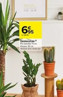 the  695  la plant  63  zamioculcas pot diamètre 14 cm hauteur 30 cm vendue sans cache pot 