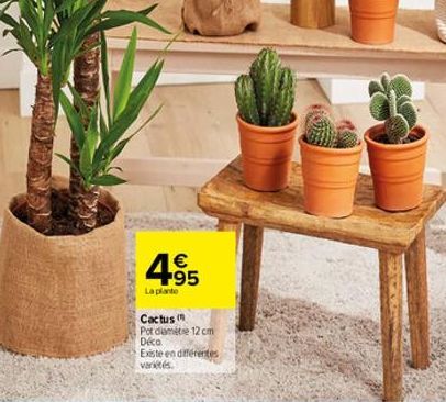 € +95  La plante  Cactus (  Pot diametre 12 cm Déco.  Existe en différentes varités.  FE  1 
