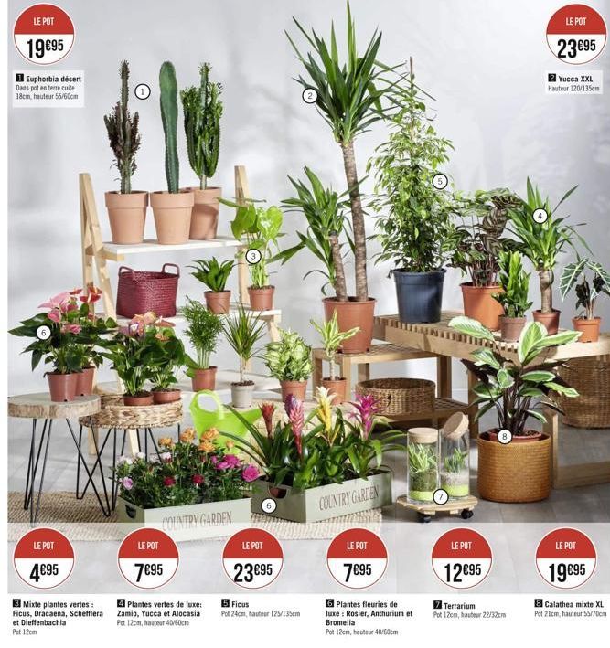 LE POT  19€95  Euphorbia desert Dans pot en terre cuite 18cm, hauteur 55/60cm  LE POT  4€95  3 Mixte plantes vertes: Ficus, Dracaena, Schefflera et Dieffenbachia  Put 12cm  PONTON GARDEN  LE POT  7€95