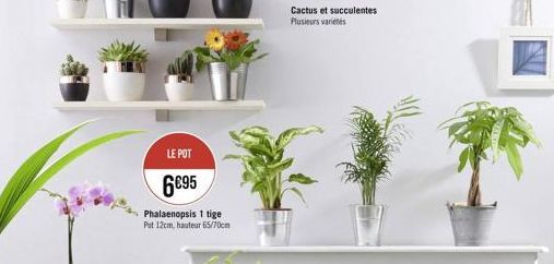 LE POT  6€95  Phalaenopsis 1 tige Put 12cm, hauteur 65/70cm  Cactus et succulentes Plusieurs variétés 