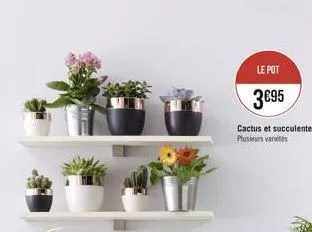 le pot  3€95  cactus et succulentes plusieurs variétés 