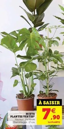 mixte  plantes vertes  hauteur 55/75 cm diamètre pot 17 cm  à saisir €  79,90  la plante 