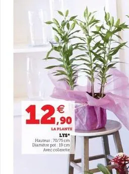 € 1,90  la plante  lys  hauteur: 70/75 cm diamètre pot: 19 cm avec collerette 