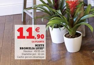 1  €  LA PLANTE MIXTE  BROMELIA LUXE Hauteur: 45/55 cm Diamètre pot: 12 cm Cache-pot en céramique 