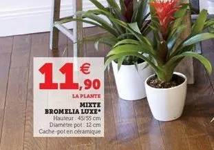 1  €  la plante mixte  bromelia luxe hauteur: 45/55 cm diamètre pot: 12 cm cache-pot en céramique 