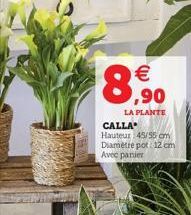 8,90  €  LA PLANTE  CALLA Hauteur 45/55 cm Diamètre pot 12 cm Avec panier 