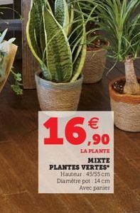 €  16,90  LA PLANTE  MIXTE  PLANTES VERTES Hauteur: 45/55 cm Diamètre pot 14 cm Avec panier 