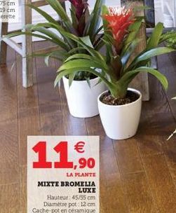 €  11,90  LA PLANTE  MIXTE BROMELIA  LUXE  Hauteur: 45/55 cm.  Diamètre pot: 12 cm Cache-pot en céramique 