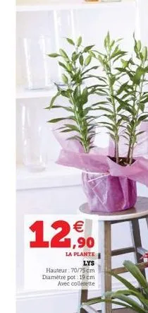 €  12,90  la plante  lys  hauteur: 70/75cm diamètre pot: 19 cm avec collerette 