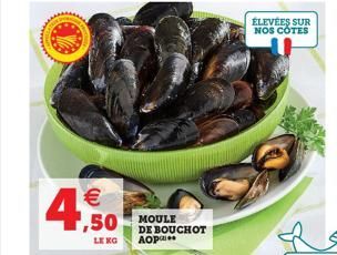 moule 