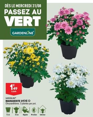 DÈS LE MERCREDI 31/08  PASSEZ AU  VERT  GARDENLINE  149  La plat  GARDENLINE MARGUERITE D'ÉTÉ O Chrysanthème. 3 plantes par pot.  12cm  23 cm  Regulerbre Ext  