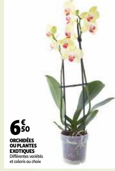 ORCHIDÉES OU PLANTES EXOTIQUES