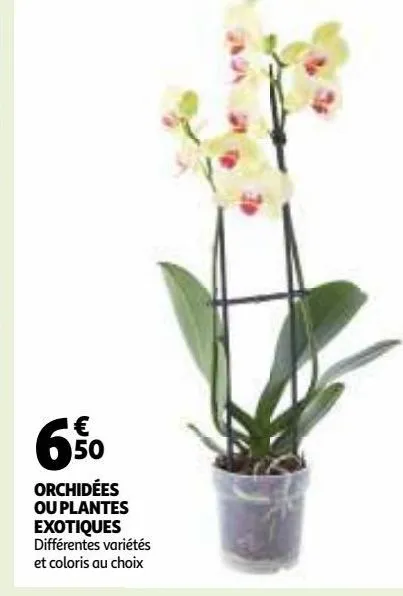 orchidées ou plantes exotiques