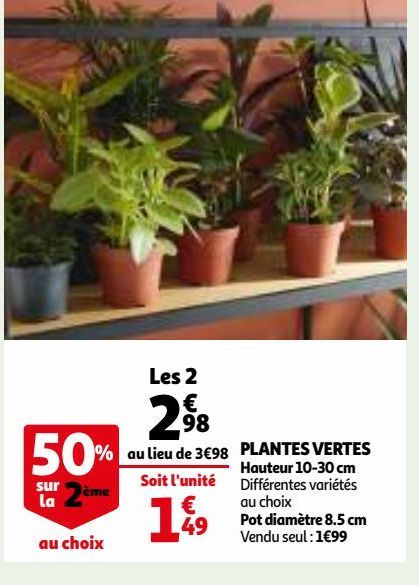 PLANTES VERTES 