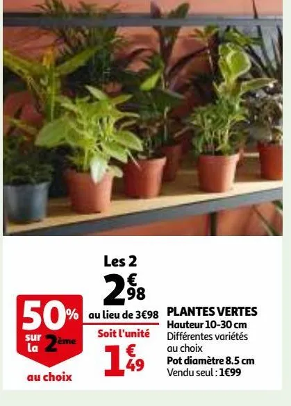 plantes vertes 