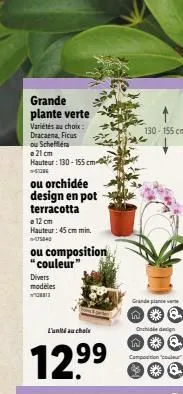 grande plante verte  variétés au choix: dracaena, ficus  ou schefflera  a 21 cm hauteur: 130-155 cm --5086  ou orchidée design en pot  terracotta  12 cm hauteur: 45 cm min. 15040  ou composition *coul