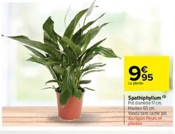 995  €  la plante  63  spathiphyllum  pot diamètre 17 cm hauteur 65 cm. vendu sans cache pot aurayon fleurs e  plantes 