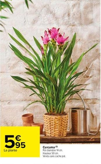 €  595  La plante  Curcuma Pot diamètre 14 cm. Hauteur 50 cm. Vendu sans cache pot. 