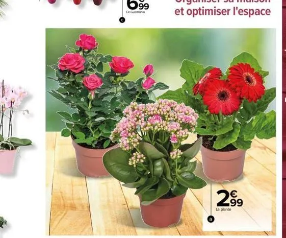 n  €  299  la plante 