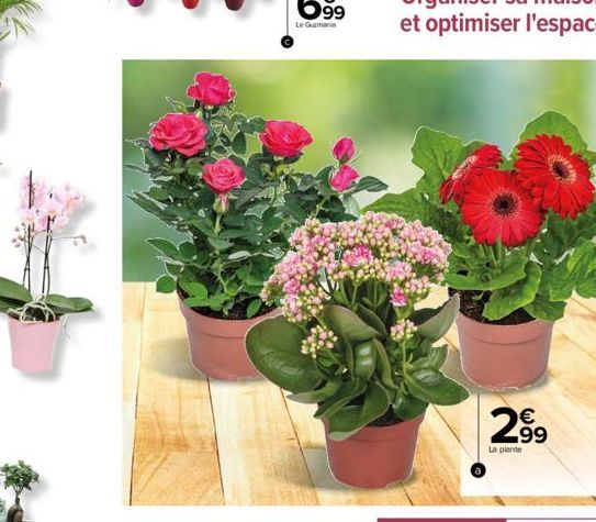 N  €  299  La plante 