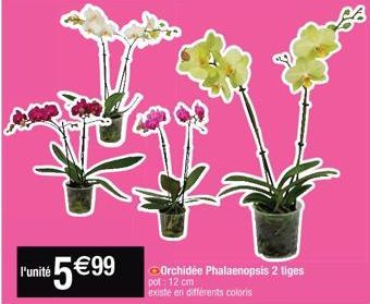 l'unité 5 €99  Orchidée Phalaenopsis 2 tiges pot: 12 cm existe en differents coloris 