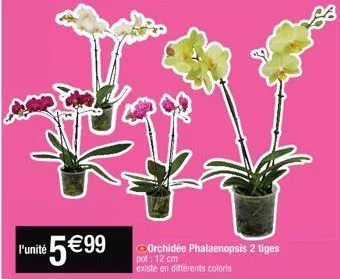 l'unité 5 €99  orchidée phalaenopsis 2 tiges pot: 12 cm existe en differents coloris 