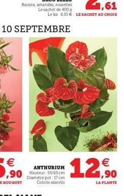 anthurium  diamètre pot: 17 cm coloris assortis  12,90  la plante 