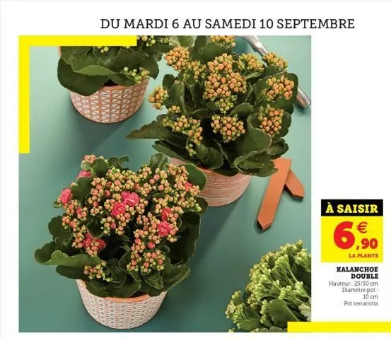 du mardi 6 au samedi 10 septembre  à saisir  6,⁹0  la plante  kalanchoe double  hauteur: 25/30 cm diamètre pot 10 cm pot terracotta 