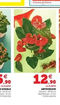 €  12,90  la plante anthurium hauteur: 55/65 cm  diamètre pot: 17 cm  coloris assortis 