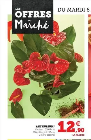 les  offres marché  anthurium hauteur: 55/65 cm diamètre pot: 17 cm coloris assortis  12,90  la plante  