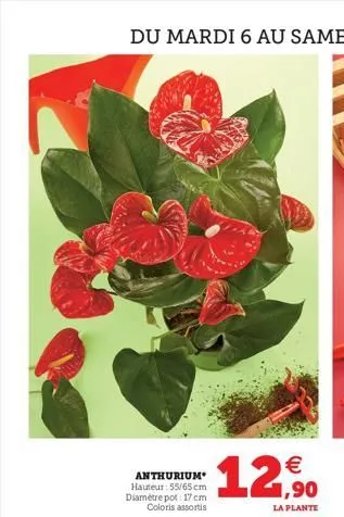 anthurium hauteur: 55/65 cm diamètre pot: 17 cm  coloris assortis  12,50  la plante 