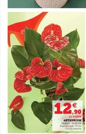 1,90  la plante anthurium  hauteur: 55/65 cm  diamètre pot: 17 cm  coloris assortis 