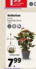 60-70 cm  anthurium  17 cm hauteur 60 à 70 cm  -56317  w  la plante ●au choix  l'unité au choix  7.9⁹9⁹ 