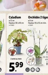caladium  a 12 cm hauteur 30 à 40 cm 75062  l'unité au choix  5.9⁹9  orchidée 2 tiges  09cm hauteur 35 à 55 cm min. -72822 