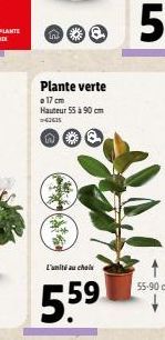 Plante verte  o 17 cm Hauteur 55 à 90 cm =-62635  EP  L'unité au choix  5.5⁹ 