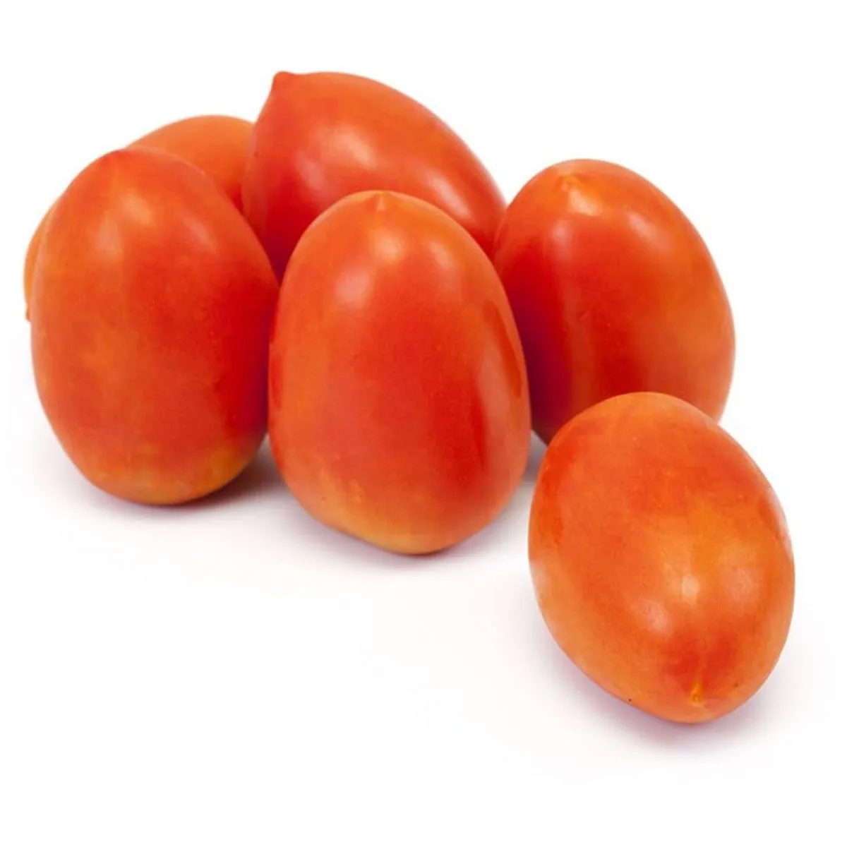 tomates allongées latines