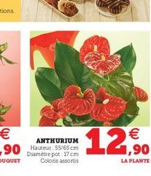 €  $12,50  LA PLANTE 