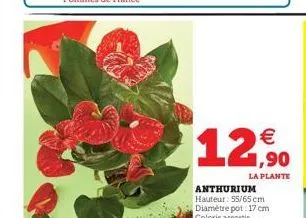 12,90  €  la plante  anthurium hauteur: 55/65 cm diamètre pot: 17 cm coloris assortis 