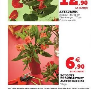 anthurium hauteur: 55/65 cm diamètre pot: 17 cm coloris assortis  € ,90  le bouquet  bouquet duo ceillets et alstroemerias 