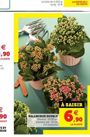 KALANCHOE DOUBLE Hauteur: 25/30 cm Diamètre pot: 10 cm Pot terracotta  LA BOITE DE 4 AU CHOIX  À SAISIR  €  6,90  LA PLANTE 