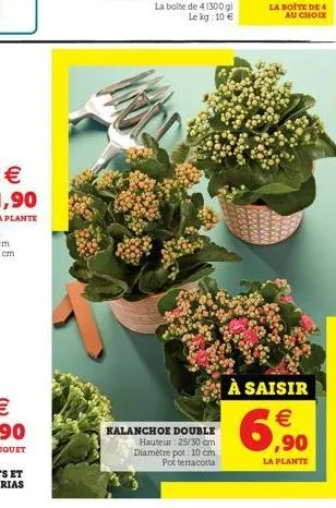 kalanchoe double hauteur: 25/30 cm diamètre pot: 10 cm pot terracotta  la boite de 4 au choix  à saisir  €  6,90  la plante 