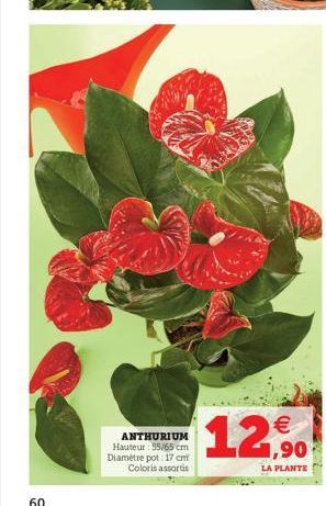 60  ANTHURIUM Hauteur : 55/65 cm Diamètre pot: 17 cm Coloris assortis  € 1,90  LA PLANTE  