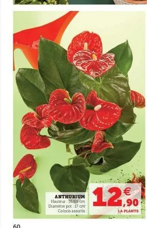 60  anthurium hauteur : 55/65 cm diamètre pot: 17 cm coloris assortis  € 1,90  la plante  