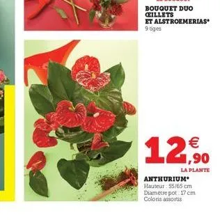 le bouquet  bouquet duo ceillets et alstroemerias* 9 tiges  12,90  la plante  anthurium hauteur : 55/65 cm diamètre pot: 17 cm coloris assortis 
