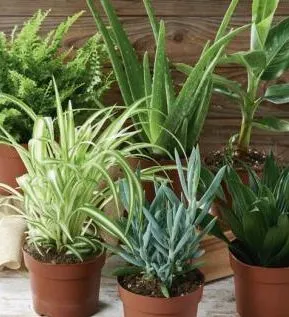 mixte plantes vertes