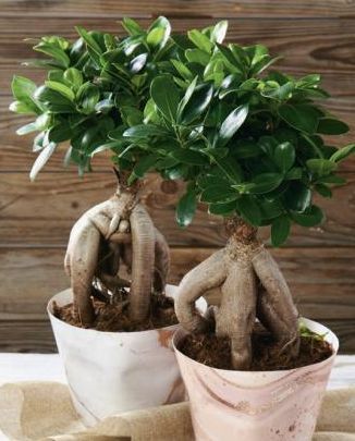 LA PLANTE FICUS GINSENG