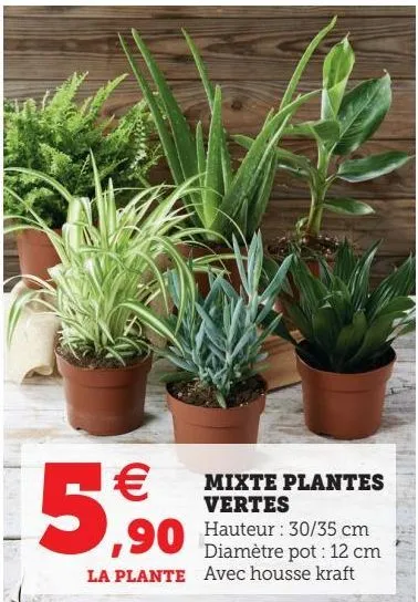 mixte plantes vertes