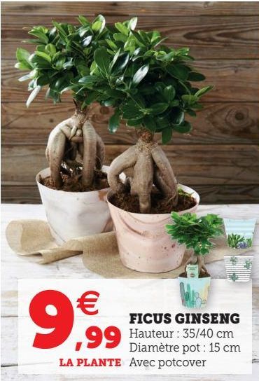 FICUS GINSENG