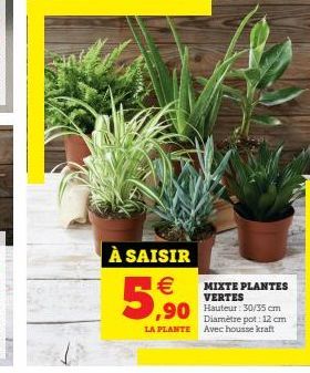 plantes Kraft